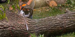 Trusted Agua Dulce, CA Tree Care  Experts